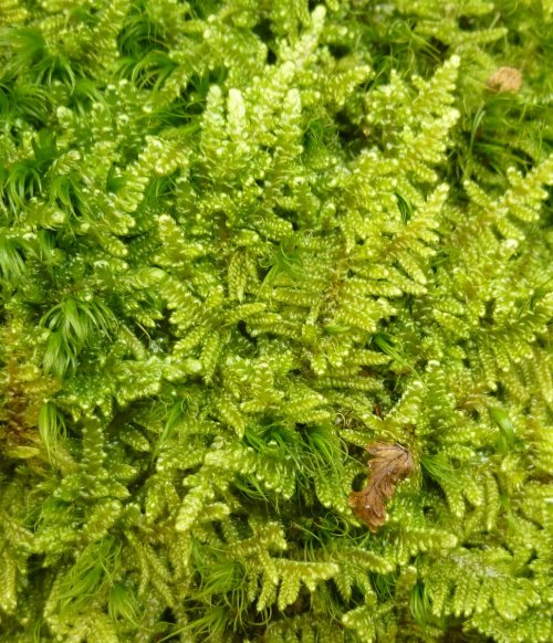 12. Brocade Moss aka Hypnum imponens