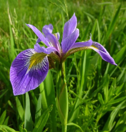1. Blue Flag Iris