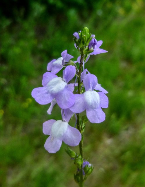 12. Blue Toadflax