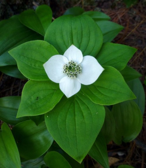 2. Bunchberry Flowers