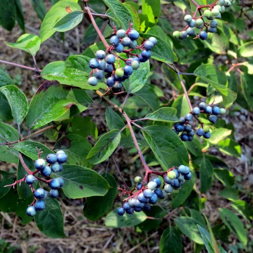 22. Silky Dogwood Berries