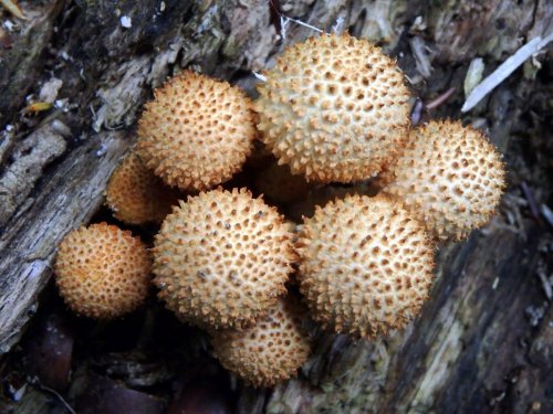 4. Scaly pholiota Mushrooms in Button Stage