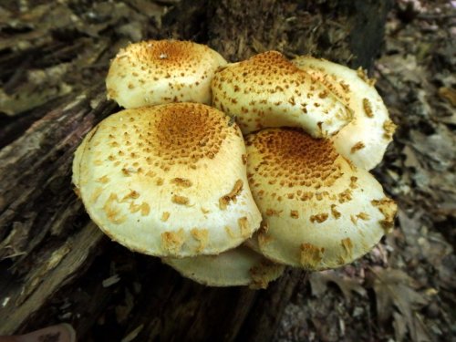 5. Scaly pholiota Mushrooms