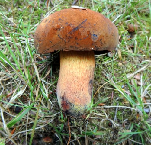8. Red and Yellow Bolete